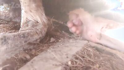 Girl having dog: bestiality porn tube