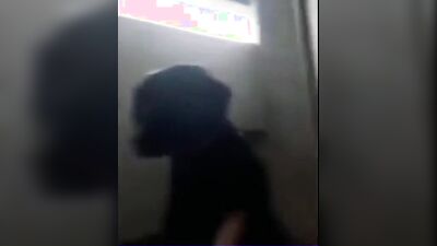 Dog licking girl: intim dog and girl