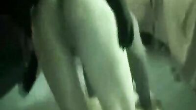 Girl dog video: girl cow dog
