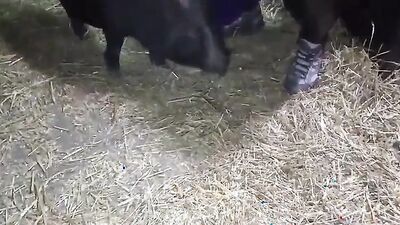Dog girl play: bestiality porno silesto