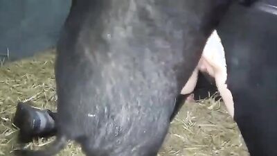 Dog girl play: bestiality porno silesto