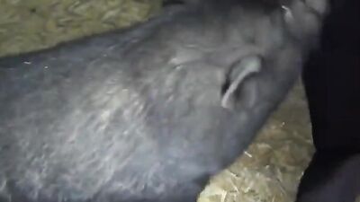 Dog girl play: bestiality porno silesto