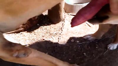 Art of zoo porno: sex between vietnamese girls and dogs