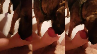 Zoo video: dog sex video free
