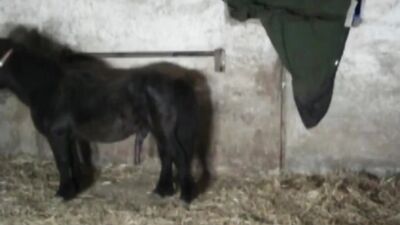 Girl cat dog: foreign zoo porn videos