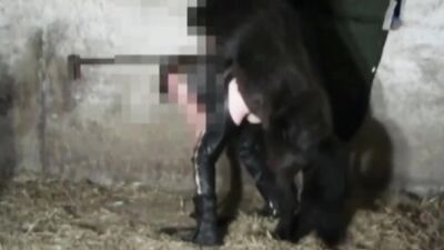 Girl cat dog: foreign zoo porn videos