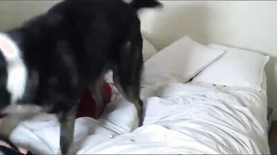 Girl cat dog: zoophilia video mens