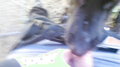 Animal porno: zoo porn pony burno