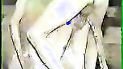 Zoophilia porno: bestiality porn games pc