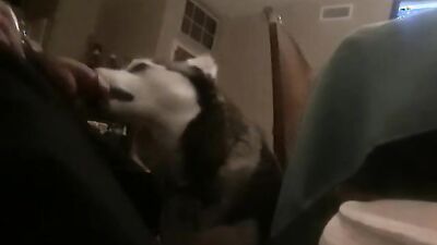 Dog sex porn: bestiality dog cock