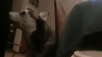 Dog sex porn: bestiality dog cock