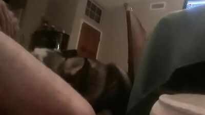 Dog sex porn: bestiality dog cock