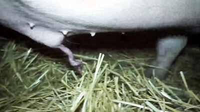 Girls s dogs: dog fuck girl hentai