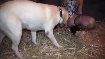 Girls s dogs: dog fuck girl hentai
