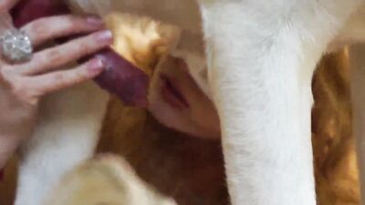 3d dog porn: zoo org sex