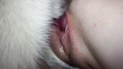 3d dog porn: zoo org sex