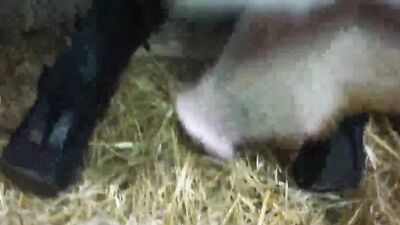 Bestiality xxx: animal sex scene