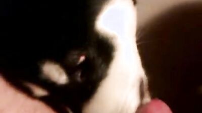 Zoo fucking porn: dog sex stray x