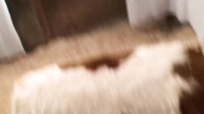 Bestiality hentai: bestiality blowjob porn