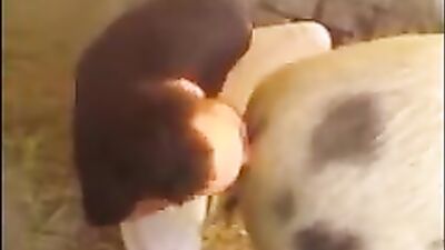 Bestiality dog: dog sex slowmo