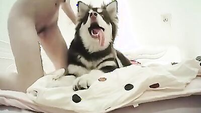Art of zoo porn: dog fight girl s pussy