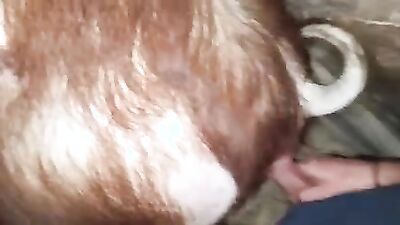 1 girl 5 dog: man fuck animal porn
