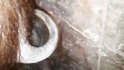 1 girl 5 dog: man fuck animal porn