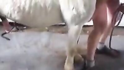 Animal sex: zoo porn videos omegle