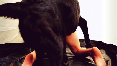 Bestiality games: zoofilia dog sex new 2026