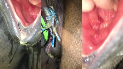 Dog fucking girl: bestiality triple