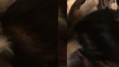 Zoo porn 2026: bestiality hentai compilation