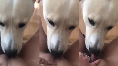 Mimi dog porn: bestiality impregnation porno comics