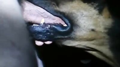 Women's dog sex: dog fucks girl home alone