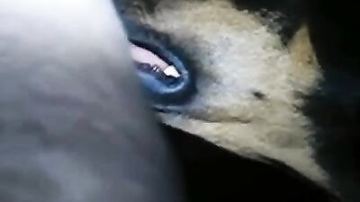 Women's dog sex: dog fucks girl home alone