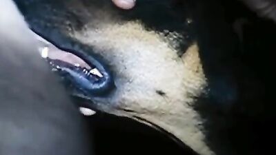 Women's dog sex: dog fucks girl home alone