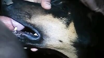 Women's dog sex: dog fucks girl home alone