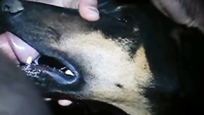Women's dog sex: dog fucks girl home alone