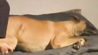 Mimi dog porn: ivana project grindhound zoo porn