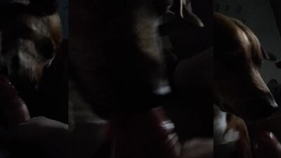 2 dogs 1 girl: milf sex dog