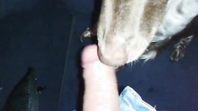 Sex animal's: women having sex with animals