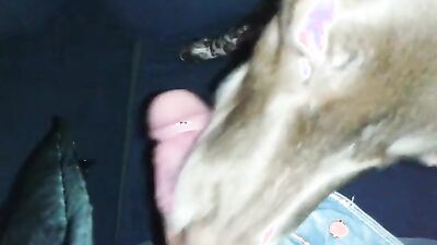 Sex animal's: women having sex with animals