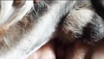 Dog sex video: zoo porn horses sex