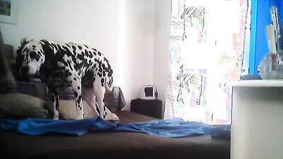 Bestiality manga: dogs porn telegram