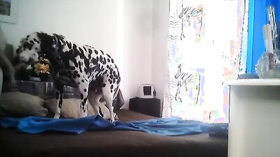 Bestiality manga: dogs porn telegram