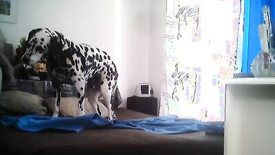 Bestiality manga: dogs porn telegram