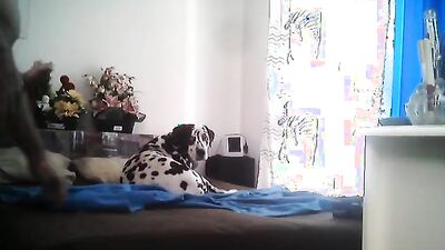 Gay zoo porn: dog painful raped naked girl