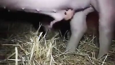 Bestiality sex id: oh knotty dog sex