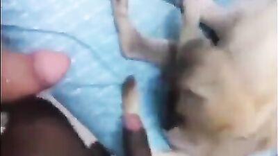 Bestiality sex: beastiality dog porn
