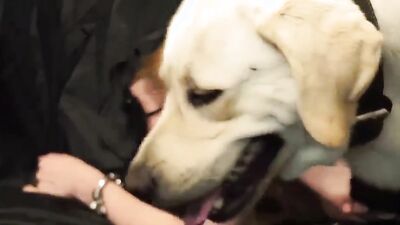 Bestiali comics: porn rocco animal trainer