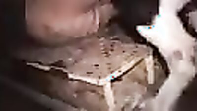 Dog porn video: zoophilia real